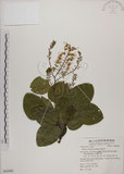 中文名:菊花木(S062462)學名:Bauhinia championii (Benth.) Benth.(S062462)英文名:Chrysanthemum Wood, Champion Bauhinia