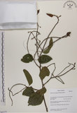 中文名:菊花木(S063175)學名:Bauhinia championii (Benth.) Benth.(S063175)英文名:Chrysanthemum Wood, Champion Bauhinia