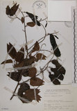 中文名:菊花木(S070854)學名:Bauhinia championii (Benth.) Benth.(S070854)英文名:Chrysanthemum Wood, Champion Bauhinia