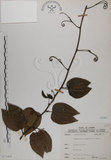 中文名:菊花木(S071004)學名:Bauhinia championii (Benth.) Benth.(S071004)英文名:Chrysanthemum Wood, Champion Bauhinia