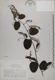 中文名:菊花木(S071005)學名:Bauhinia championii (Benth.) Benth.(S071005)英文名:Chrysanthemum Wood, Champion Bauhinia