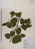 中文名:菊花木(S072408)學名:Bauhinia championii (Benth.) Benth.(S072408)英文名:Chrysanthemum Wood, Champion Bauhinia