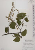 中文名:菊花木(S077486)學名:Bauhinia championii (Benth.) Benth.(S077486)英文名:Chrysanthemum Wood, Champion Bauhinia