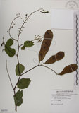 中文名:菊花木(S082581)學名:Bauhinia championii (Benth.) Benth.(S082581)英文名:Chrysanthemum Wood, Champion Bauhinia
