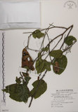 中文名:菊花木(S082731)學名:Bauhinia championii (Benth.) Benth.(S082731)英文名:Chrysanthemum Wood, Champion Bauhinia