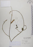 中文名:黃野百合(S001006)學名:Crotalaria pallida Ait. var. obovata (G. Don) Polhill(S001006)