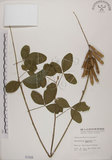 中文名:黃野百合(S001026)學名:Crotalaria pallida Ait. var. obovata (G. Don) Polhill(S001026)