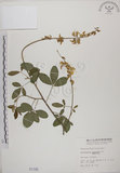 中文名:黃野百合(S001195)學名:Crotalaria pallida Ait. var. obovata (G. Don) Polhill(S001195)