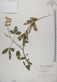 中文名:黃野百合(S001196)學名:Crotalaria pallida Ait. var. obovata (G. Don) Polhill(S001196)