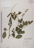 中文名:黃野百合(S001197)學名:Crotalaria pallida Ait. var. obovata (G. Don) Polhill(S001197)