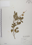 中文名:黃野百合(S001326)學名:Crotalaria pallida Ait. var. obovata (G. Don) Polhill(S001326)