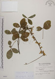 中文名:黃野百合(S006267)學名:Crotalaria pallida Ait. var. obovata (G. Don) Polhill(S006267)