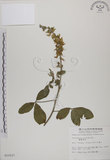 中文名:黃野百合(S010227)學名:Crotalaria pallida Ait. var. obovata (G. Don) Polhill(S010227)