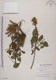 中文名:黃野百合(S010228)學名:Crotalaria pallida Ait. var. obovata (G. Don) Polhill(S010228)