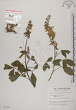 中文名:黃野百合(S010229)學名:Crotalaria pallida Ait. var. obovata (G. Don) Polhill(S010229)