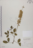 中文名:黃野百合(S011881)學名:Crotalaria pallida Ait. var. obovata (G. Don) Polhill(S011881)