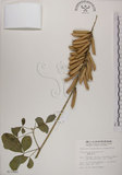 中文名:黃野百合(S011882)學名:Crotalaria pallida Ait. var. obovata (G. Don) Polhill(S011882)