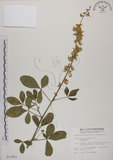 中文名:黃野百合(S011883)學名:Crotalaria pallida Ait. var. obovata (G. Don) Polhill(S011883)