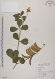 中文名:黃野百合(S015092)學名:Crotalaria pallida Ait. var. obovata (G. Don) Polhill(S015092)