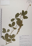 中文名:黃野百合(S016474)學名:Crotalaria pallida Ait. var. obovata (G. Don) Polhill(S016474)
