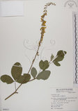 中文名:黃野百合(S049917)學名:Crotalaria pallida Ait. var. obovata (G. Don) Polhill(S049917)