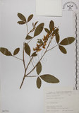 中文名:黃野百合(S067521)學名:Crotalaria pallida Ait. var. obovata (G. Don) Polhill(S067521)