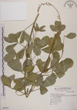 中文名:黃野百合(S069867)學名:Crotalaria pallida Ait. var. obovata (G. Don) Polhill(S069867)