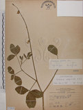 中文名:黃野百合(S070838)學名:Crotalaria pallida Ait. var. obovata (G. Don) Polhill(S070838)