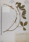中文名:黃野百合(S070846)學名:Crotalaria pallida Ait. var. obovata (G. Don) Polhill(S070846)