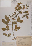 中文名:黃野百合(S070853)學名:Crotalaria pallida Ait. var. obovata (G. Don) Polhill(S070853)