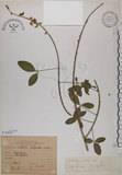 中文名:黃野百合(S070868)學名:Crotalaria pallida Ait. var. obovata (G. Don) Polhill(S070868)