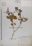 中文名:黃野百合(S070869)學名:Crotalaria pallida Ait. var. obovata (G. Don) Polhill(S070869)