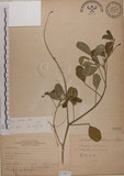 中文名:黃野百合(S070871)學名:Crotalaria pallida Ait. var. obovata (G. Don) Polhill(S070871)