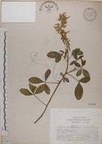 中文名:黃野百合(S070872)學名:Crotalaria pallida Ait. var. obovata (G. Don) Polhill(S070872)