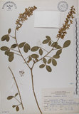 中文名:黃野百合(S070873)學名:Crotalaria pallida Ait. var. obovata (G. Don) Polhill(S070873)