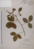 中文名:黃野百合(S070874)學名:Crotalaria pallida Ait. var. obovata (G. Don) Polhill(S070874)