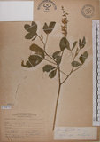 中文名:黃野百合(S070875)學名:Crotalaria pallida Ait. var. obovata (G. Don) Polhill(S070875)