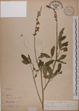 中文名:黃野百合(S070876)學名:Crotalaria pallida Ait. var. obovata (G. Don) Polhill(S070876)