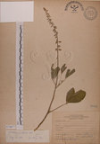 中文名:黃野百合(S070877)學名:Crotalaria pallida Ait. var. obovata (G. Don) Polhill(S070877)