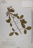 中文名:黃野百合(S070882)學名:Crotalaria pallida Ait. var. obovata (G. Don) Polhill(S070882)