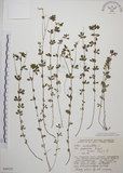 中文名:百脈根(S049125)學名:Lotus corniculatus L. var. japonicus Regel(S049125)英文名:Bird s-foot trefoil