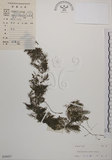 中文名:黃花狸藻(S030457)學名:Utricularia aurea Lour.(S030457)