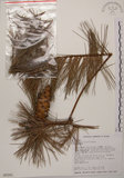 中文名:臺灣五葉松(G000281)學名:Pinus morrisonicola Hayata(G000281)英文名:Taiwan white pine