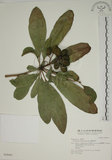 中文名:蘭嶼海桐(S028442)學名:Pittosporum moluccanum Miq.(S028442)