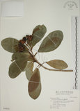 中文名:蘭嶼海桐(S046838)學名:Pittosporum moluccanum Miq.(S046838)