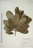 中文名:蘭嶼海桐(S049854)學名:Pittosporum moluccanum Miq.(S049854)