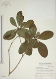 中文名:蘭嶼海桐(S049900)學名:Pittosporum moluccanum Miq.(S049900)