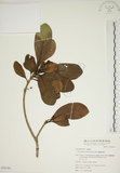 中文名:蘭嶼海桐(S050184)學名:Pittosporum moluccanum Miq.(S050184)