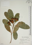 中文名:蘭嶼海桐(S067910)學名:Pittosporum moluccanum Miq.(S067910)