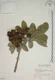 中文名:蘭嶼海桐(S067957)學名:Pittosporum moluccanum Miq.(S067957)